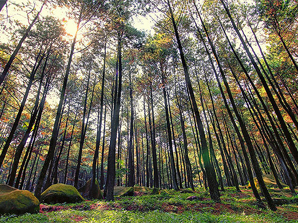 gunung pancar